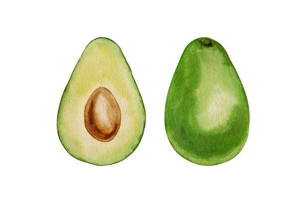 ilustraciones, imágenes clip art, dibujos animados e iconos de stock de acuarela аvocado dos mitades, ilustración aislada, fondo blanco - guacamole avocado cutting white background