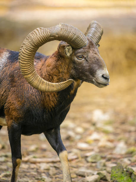 istock A European mouflon in a park in autumn 1994784724