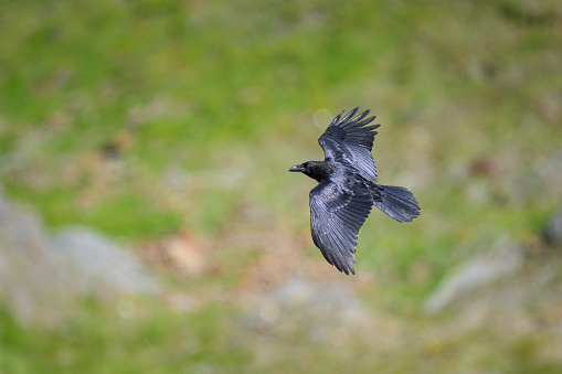 A northern raven in flight on a sunny day in summer in the alps in South Tyrol (Italy)