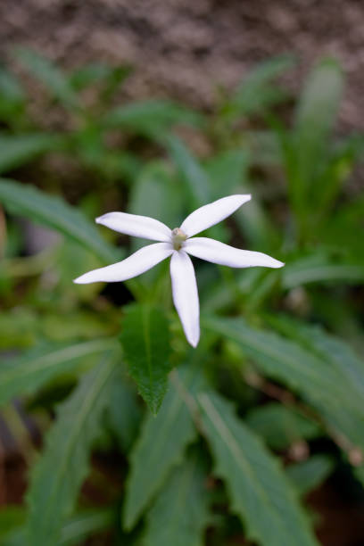 istock The hippobroma longiflora white flower 1994786836