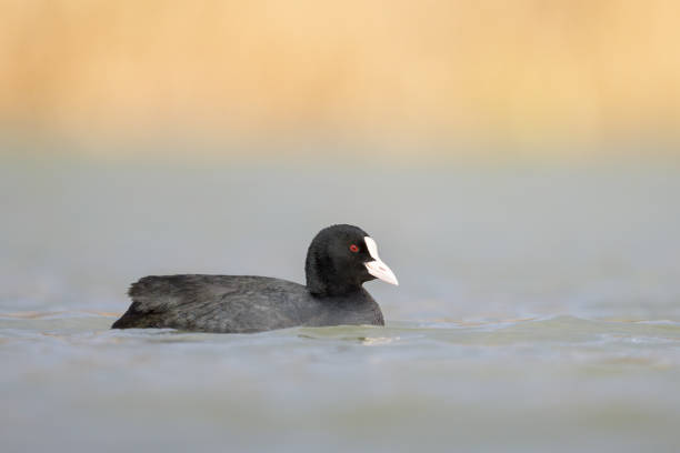 istock A Eurasian Coot swimming on a lake 1994786840