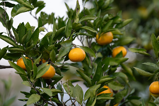 Orange tree with blossoms, and clusters of juicy, harvest ready oranges