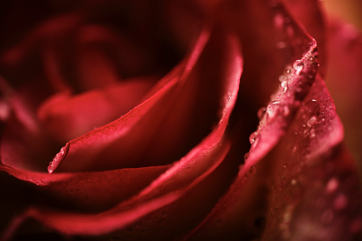 Red Rose close up covered in water droplets.