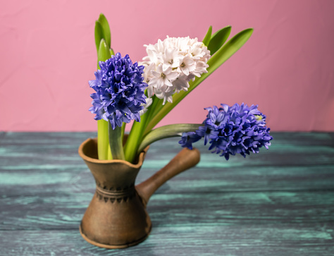 Hyacinth flowers in a ceramic coffee pot as a vase