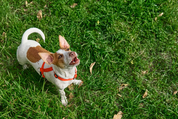 istock Funny Jack Russell terrier playing outdoors. Cute adorable little dog looking up ready to attack in the green grass. 1994845021