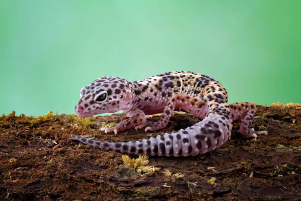leopard gecko lizard on wood - gekkonidae zdjęcia i obrazy z banku zdjęć