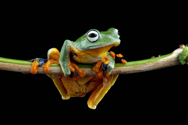 istock flying tree frog sitting on branch, Rhacophorus reinwardtii 1994867946