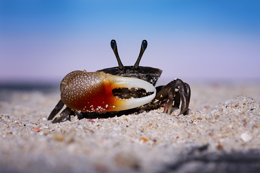 beautiful crab