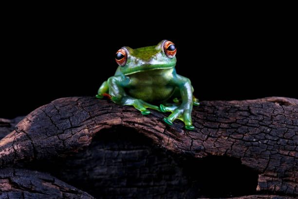 istock Rhacophorus dulitensis, Jade tree frog sitting on wood 1994867977