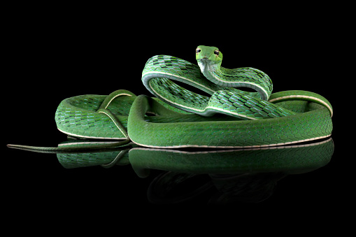 vine snake isolated on black