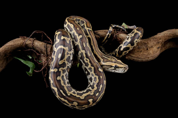 930+ Burmese Python Stock Photos, Pictures & Royalty-Free Images - iStock