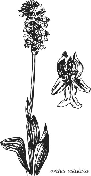 Orchid. orchis ustulata. Botanical illustration of orchis. Monochrome orchis, black and white orchis hand drawing, orchis sketch orchis ustulata. Botanical illustration of orchis. Monochrome orchis, black and white orchid hand drawing, orchid sketch orchis ustulata stock illustrations