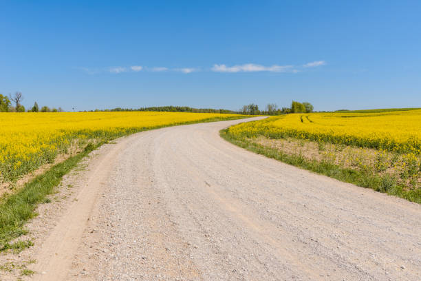 istock Sandy road among fields of flowering rapeseed.Long sandy road through fields and clouds in the blue sky. 1994891834