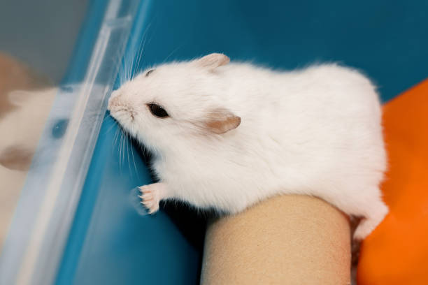 Playful hamster lying on pet tunnel, sniffing cage wall with nose, side view