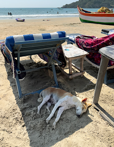 Stock photo showing stray dog resting on sandy Palolem Beach under sun lounger in shade to avoid the heat.