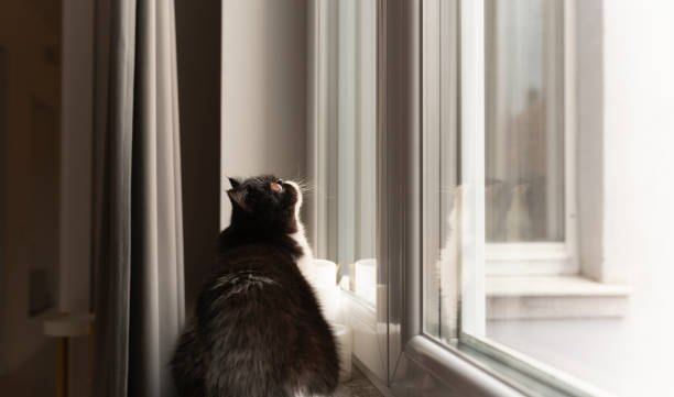 istock Exotic short hair cat at the window 1994904284