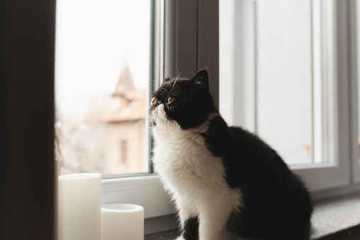 A black and white Exotic short hair cat at the window