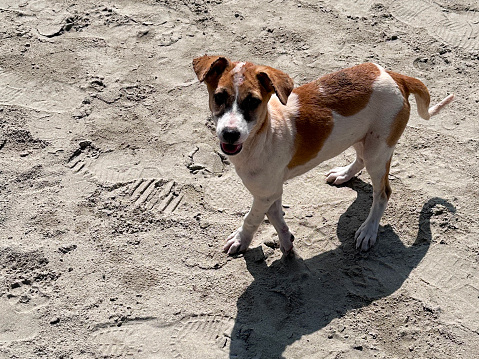 Stock photo showing young, wild mongrel dog living on a sandy beach in Goa, standing on compacted sand covered in shoe prints in heat of the sun.