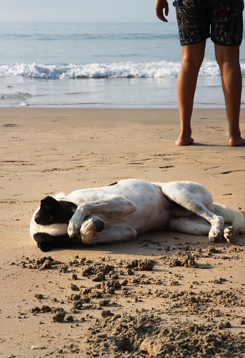 Stock photo showing close-up view of wild, stray, mongrel dog lying on its side enjoying a rest on damp sand of a beach on a sunny day.