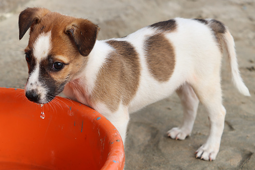 Stock photo showing young, wild mongrel dog living on a sandy beach in Goa, standing on compacted sand, drinking freshwater from plastic, orange bucket, elevated view