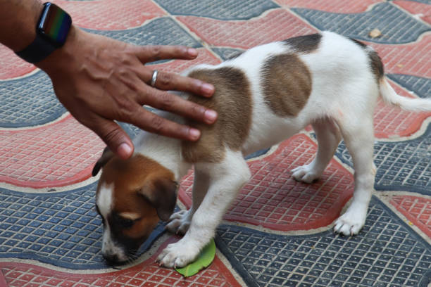 istock Image of unrecognisable person stroking wild stray mongrel pup standing on red and black, tessellating shaped paver footpath, looking at ground, focus on foreground 1994907485