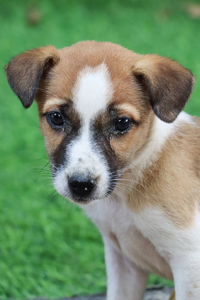 Stock photo showing an under nourished feral dog sitting in public park by a grass lawn area looking at the camera with puppy dog eyes.