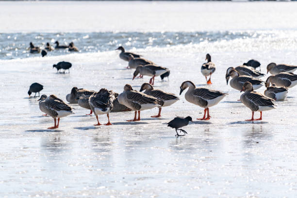 istock Wild geese roost on the ice 1994934300
