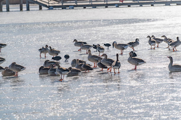 Wild geese inhabit the ice at the mouth of the Yellow River in China