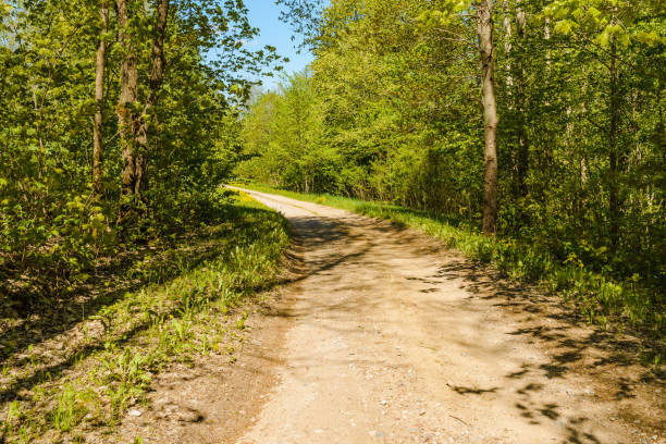 Pathway With Trees On Sunny Day In summer Forest.The road is winding.