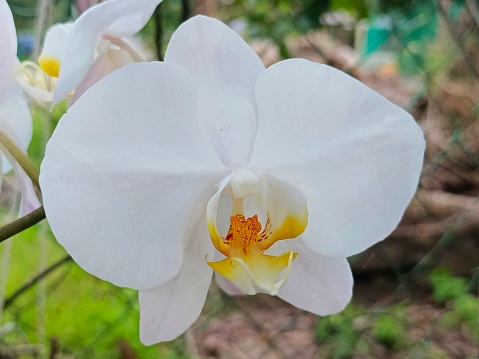 Selective focus of a white coloured orchid in the garden