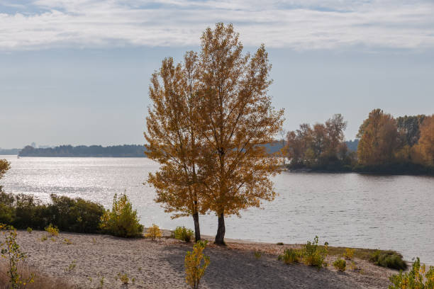 istock Two poplars with autumn leaves on sandy river bank backlit 1994946634