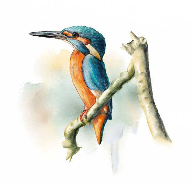 Wetland birds, King Fisher Wetland birds, King Fisher. Digital watercolor. little grebe (tachybaptus ruficollis) stock illustrations
