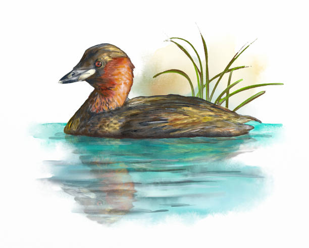 Wetlands birds, little grebe Wetland birds, little grebe. Digital watercolor. little grebe (tachybaptus ruficollis) stock illustrations