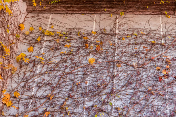 istock Building facade overgrown with ivy stems with fallen leaves 1994951547