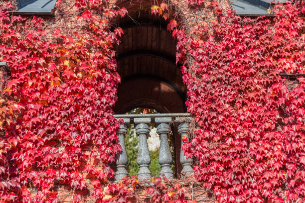 istock Building facade element overgrown with ivy with red autumn leaves 1994954741