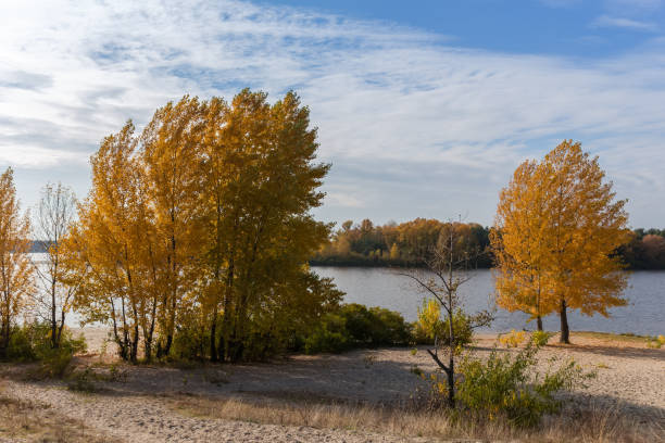 istock Sandy river bank with trees and bushes with autumn leaves 1994959800