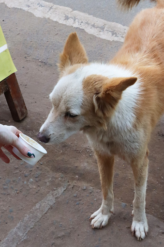 Stock photo showing close-up view of under nourished feral street dog being fed melted vanilla ice cream from a white, single-use, disposable, cardboard tub held by an unrecognisable person.