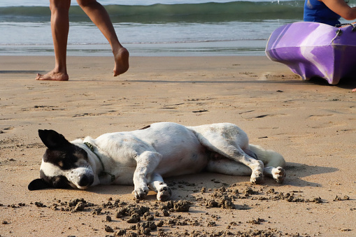 Stock photo showing close-up view of wild, stray, mongrel dog lying on its side enjoying a rest on damp sand of a beach on a sunny day.