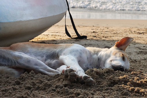 Stock photo showing close-up of Indian stray dog lying down on damp sand, in front at water's edge in shade, cast by a boat hull moored on the beach, to avoid the heat.