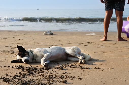 Stock photo showing close-up view of wild, stray, mongrel dog lying on its side enjoying a rest on damp sand of a beach on a sunny day.