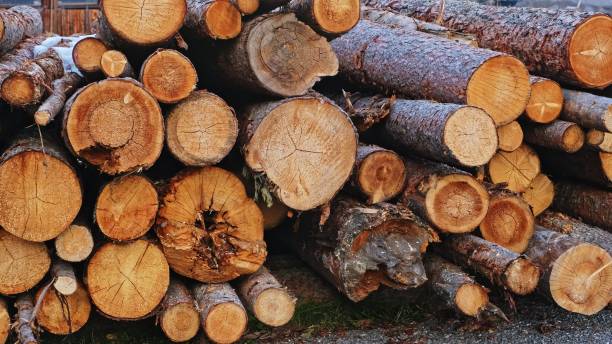 pila di tronchi d'albero tagliati conservati all'aperto - rainforest austria nature tree foto e immagini stock