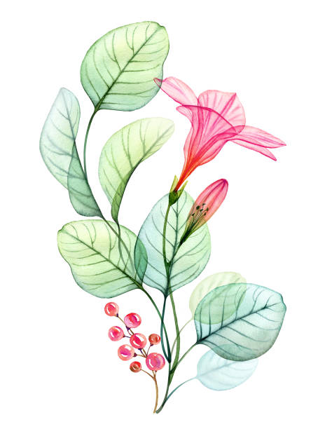 istock Watercolor transparent hibiscus flower, eucalyptus and berries. Colourful tropical bouquet isolated on white. Botanical floral illustration for wedding design, vertical card template 1994979848