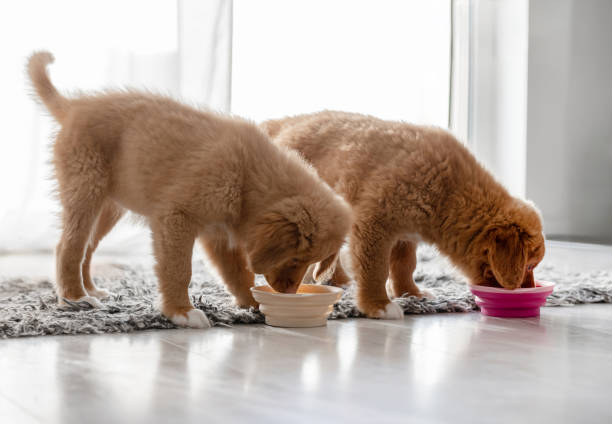 istock Two Toller Puppies Drink From Bowls At Home 1994983057