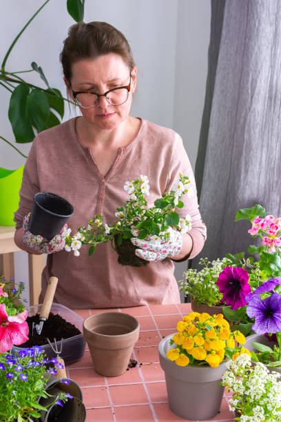 woman planting flowers in pots - pantoffelblumengewächse stock-fotos und bilder