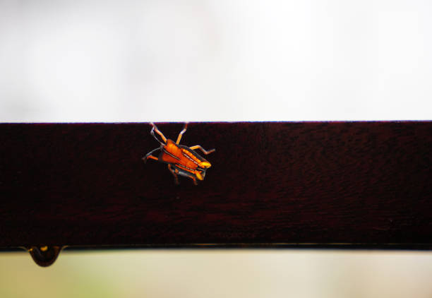 Stink orange bug landing on a wooden stick on a rainy day