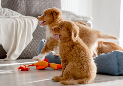 Toller Puppies Play With A Bright Toy Duck In A Room, Showcasing The Playful Nature Of The Nova Scotia Duck Tolling Retriever Breed