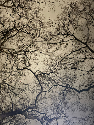 Stock photo showing low angle view of the twigs and branches of bare, deciduous trees silhouetted against a winter's night sky and are backlit by an illuminated street lamp and the light pollution it has caused.