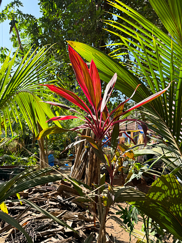 Stock photo showing close-up view of public garden, tropical plant flowerbed with red Dracaena mahatma and palms.