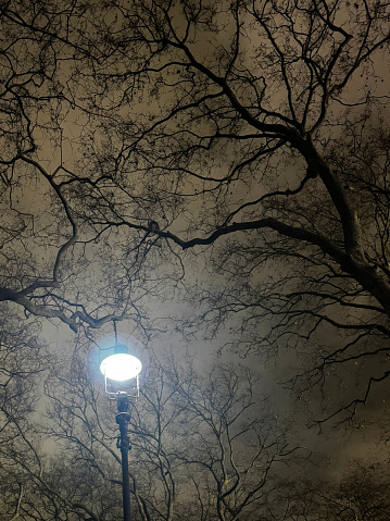 Stock photo showing low angle view of the twigs and branches of bare, deciduous trees silhouetted against a winter's night sky and are backlit by an illuminated street lamp and the light pollution it has caused.