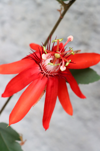 Stock photo showing close-up of the red flowers of the Passiflora racemosa (Red Passion Flowers). In the Catholic religion the flower is symbolic of the Passion of Jesus Christ (suffering and death).